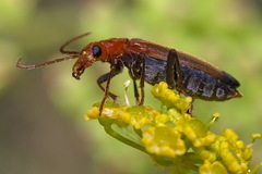 Nacerdes melanura