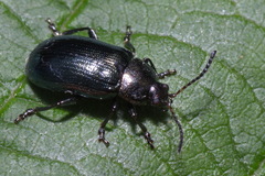 Phratora vulgatissima
