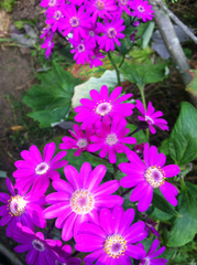 Pericallis × hybrida