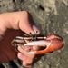 American Red Fiddler Crab - Photo (c) elliottsteele, some rights reserved (CC BY-NC), uploaded by elliottsteele