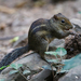 Indochinese Ground Squirrel - Photo (c) Gregory Greene, some rights reserved (CC BY-NC), uploaded by Gregory Greene