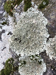 Parmelia saxatilis