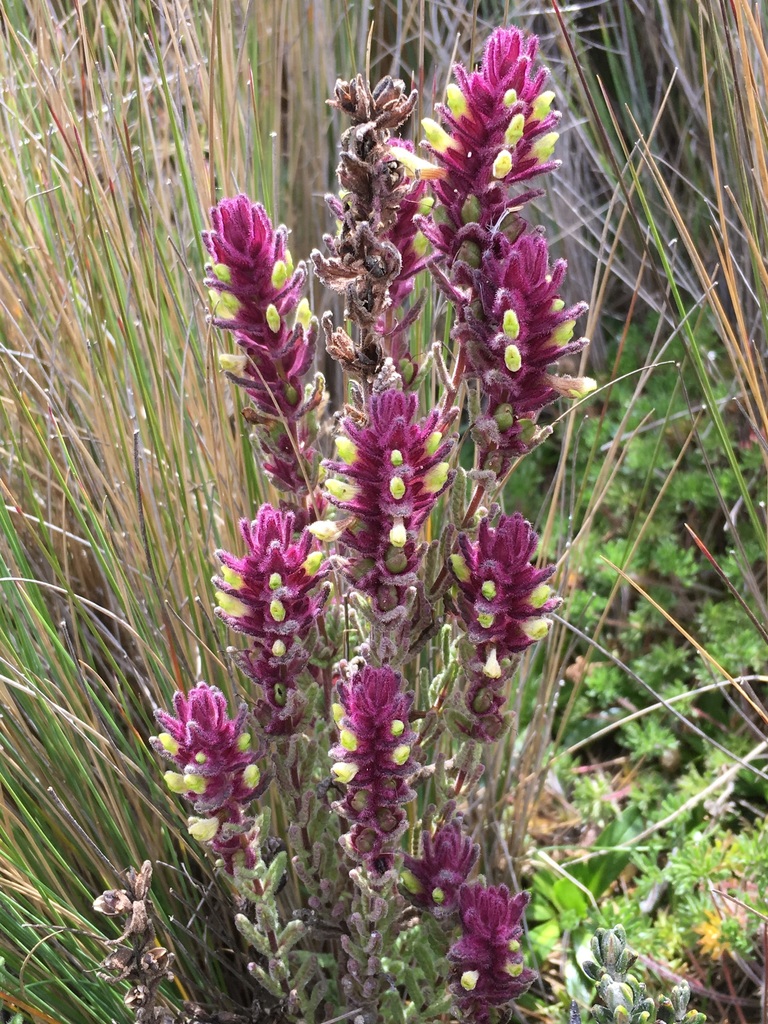 Neobartsia