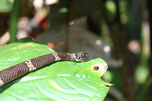 Klebba's Snail-Eater