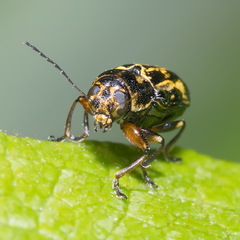 Pachybrachis hieroglyphicus