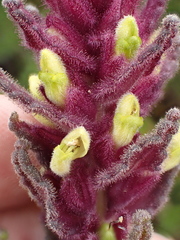 Neobartsia