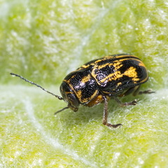 Pachybrachis hieroglyphicus