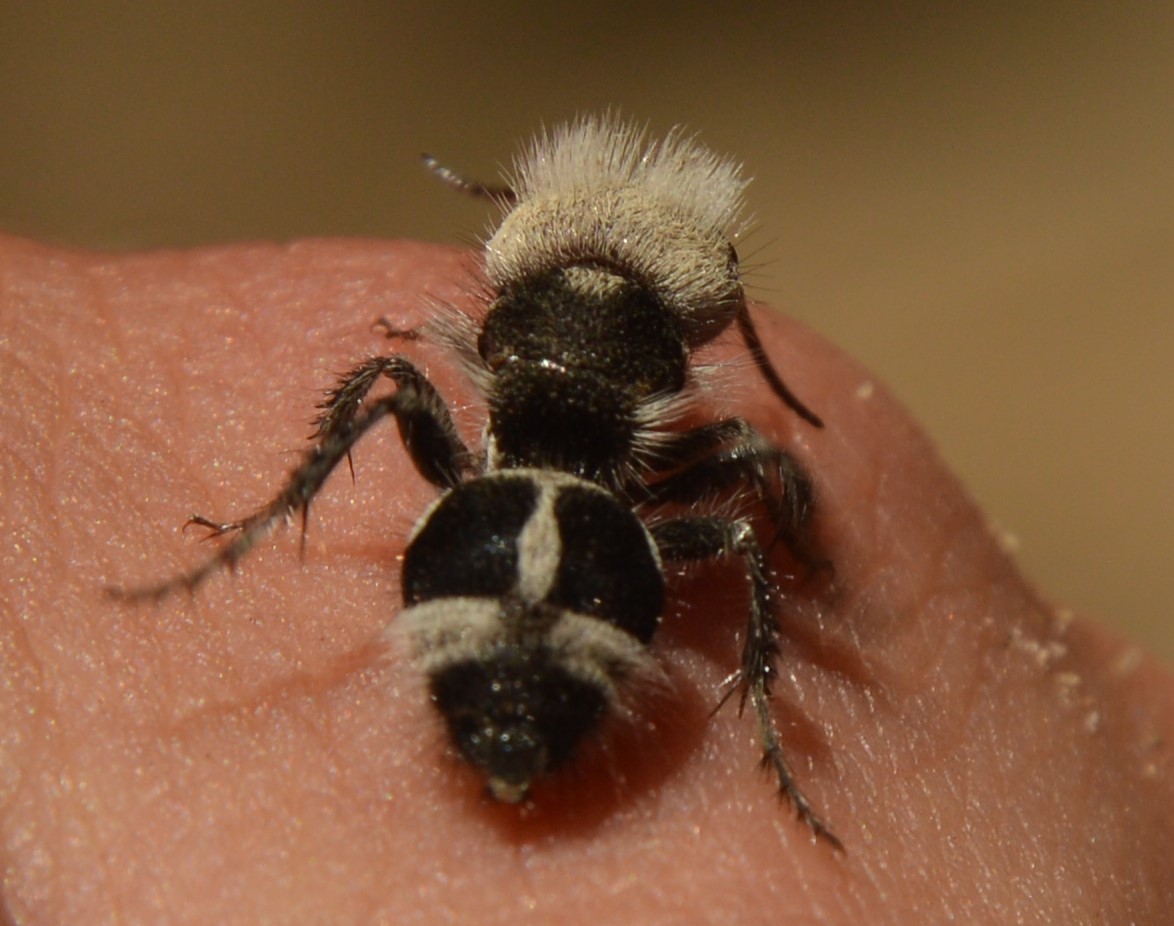 Photos of Panda Ant (Euspinolia militaris) · iNaturalist