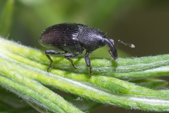 Baris artemisiae