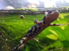 Neurergus kaiseri