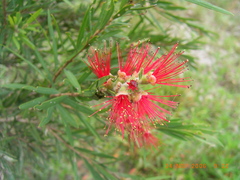 Melaleuca citrina