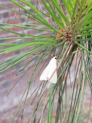 Litoprosopus coachella