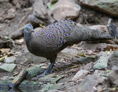 Polyplectron bicalcaratum