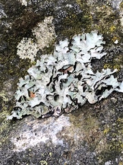 Parmelia sulcata