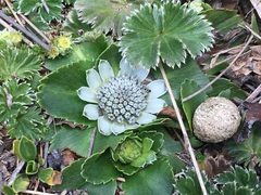 Eryngium humile