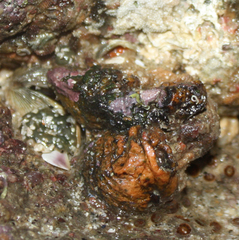 Cnemidocarpa bicornuta