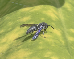 Allorhynchium argentatum