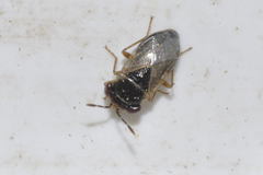 Geocoris megacephalus