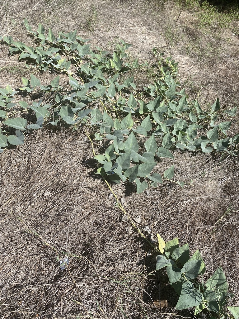 Buffalo Gourd from River Legacy Park, Fort Worth, TX, US on October 6 ...