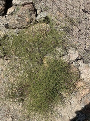 Fagonia laevis