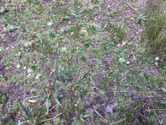 Eryngium humile