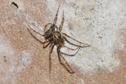 Dviskiautis šeriuotvoris nuotrauka