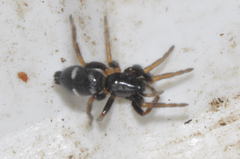 Poecilochroa albomaculata