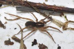 Scotina celans