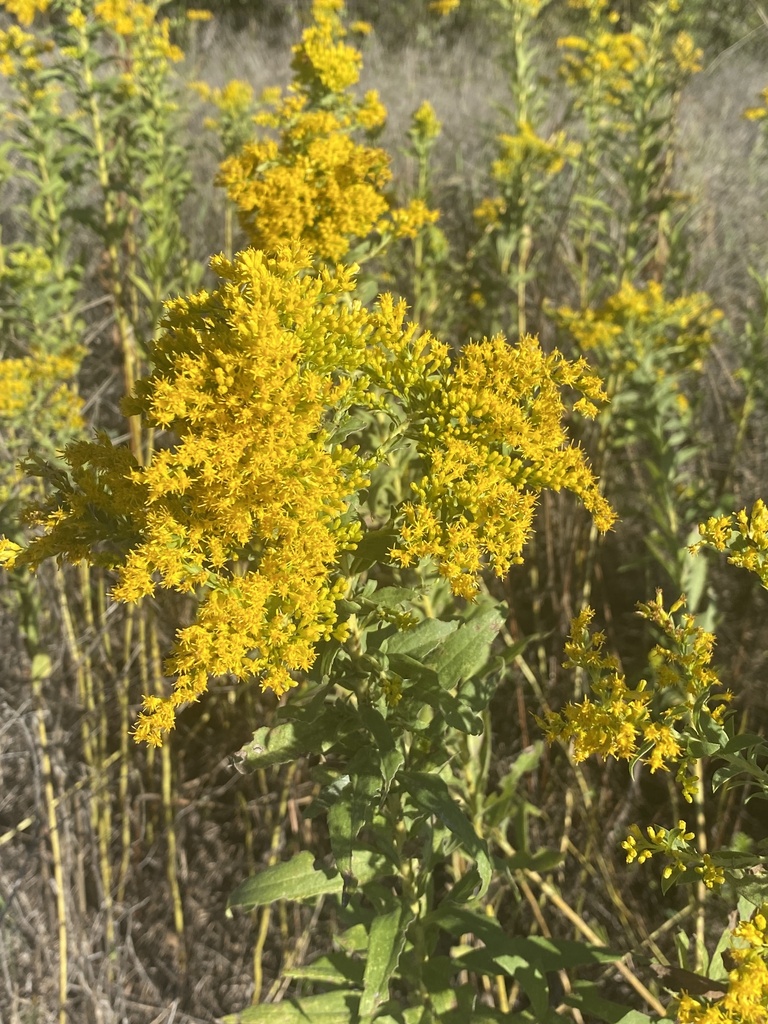 tall goldenrod from River Legacy Park, Fort Worth, TX, US on October 6 ...