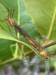 Nephrotoma suturalis