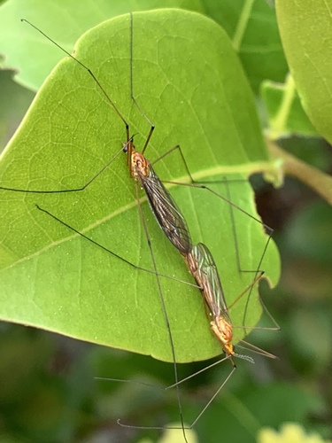 Cranefly photo 2