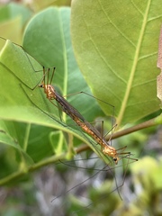 Nephrotoma suturalis