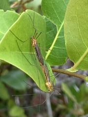 Nephrotoma suturalis