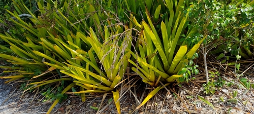 Aechmea blanchetiana