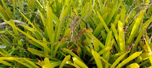 Aechmea blanchetiana