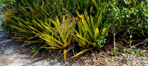 Aechmea blanchetiana