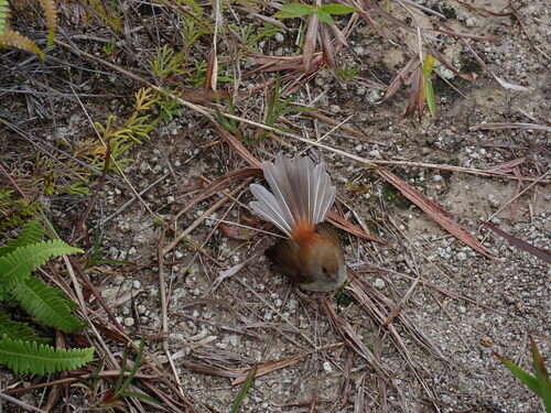 Rhipidura brachyrhyncha observed 2023-10-04