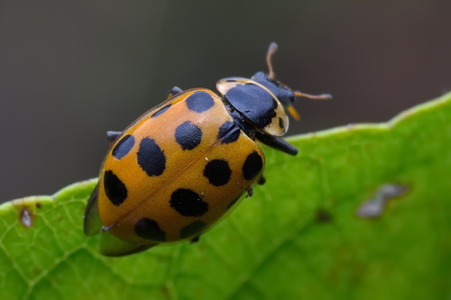 Thirteen-spotted Lady Beetle