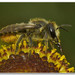 Megachile willughbiella - Photo (c) 2007 Henk Wallays, algunos derechos reservados (CC BY-NC)