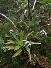 Maxillaria ecuadorensis