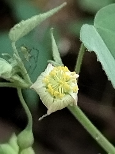 Abutilon mucronatum (Abutilon mucronatum)