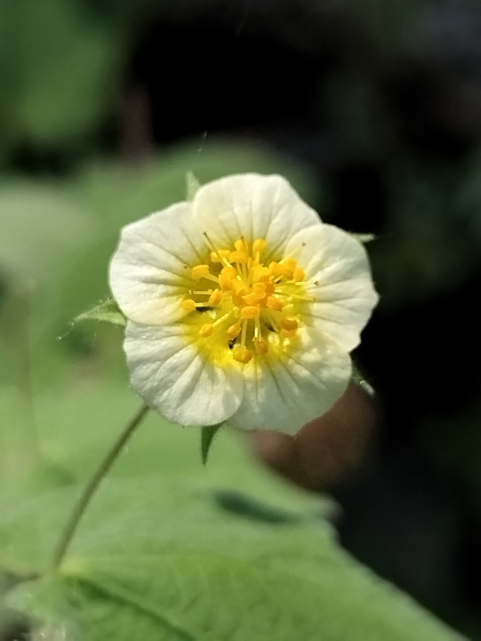Herissantia