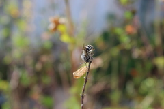 Anthophora marginata