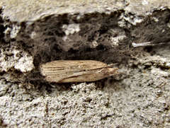 Helcystogramma triannulella