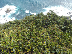 Pittosporum serpentinum