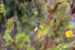 Anthophora marginata