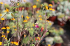 Anthophora marginata