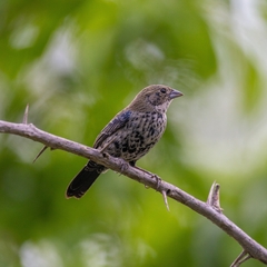 Blue-Black Grassquit photo 3