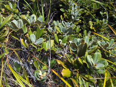 Pittosporum serpentinum