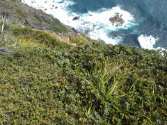 Pittosporum serpentinum